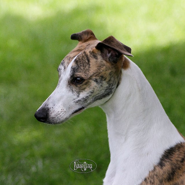 Shalfleet Simply a Lord - Head study photo