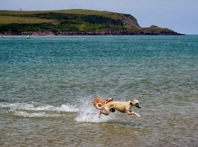 Colin and Beano racing along the shoreline