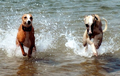 Beano And Colin the whippets running in the sea
