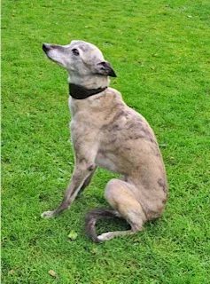 Ziggy the brindle whippet