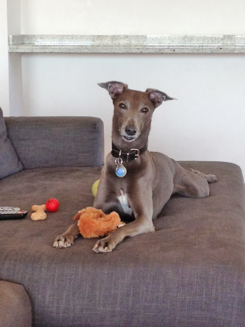 Mr Bounce the whippet, sitting with a toy on a sofa