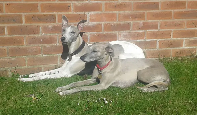 Harley And Bella - two whippets sitting in the sunshine