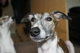 Jinx the whippet
