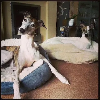 Jinx and Dexter, two brindle parti colour whippets