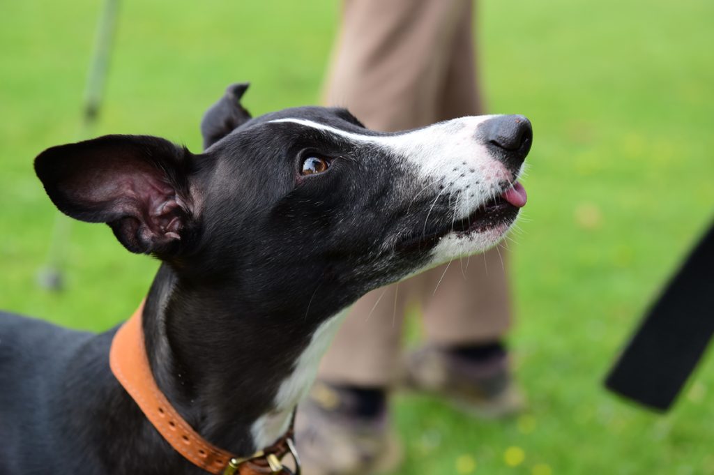 Peanut the whippet
