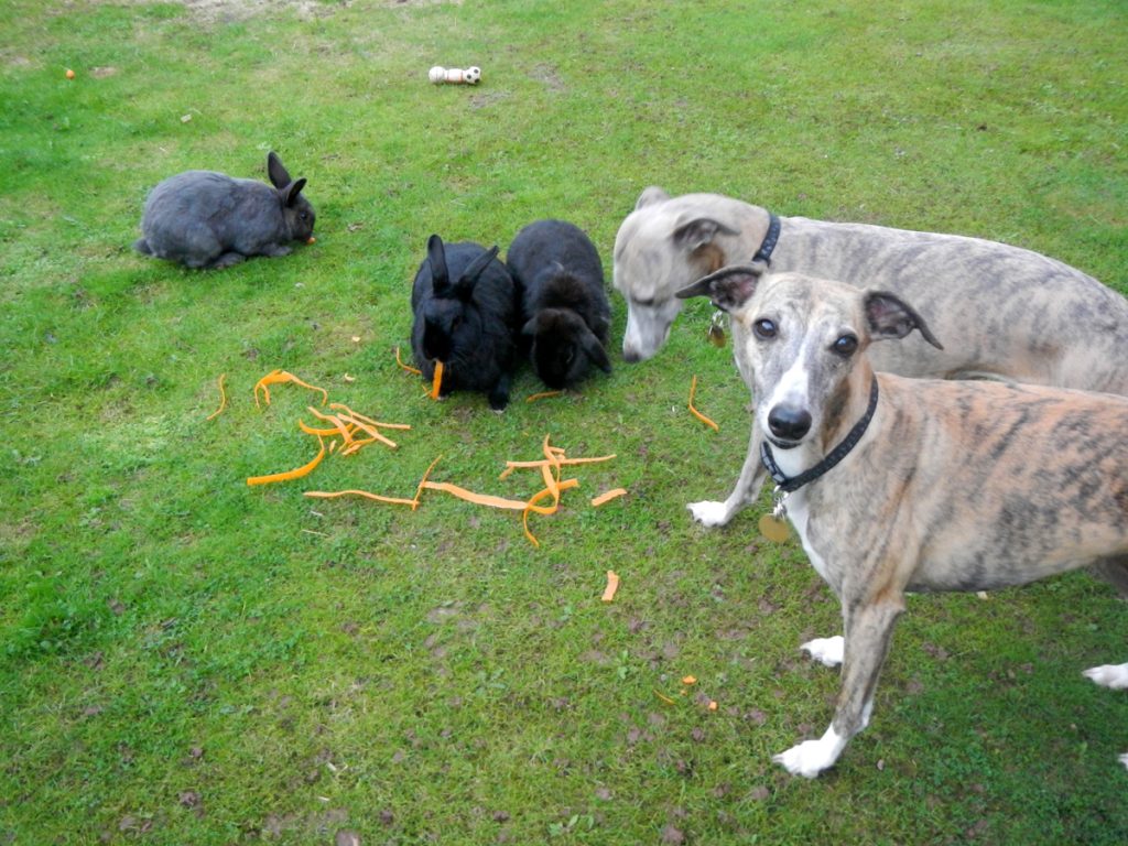 Aimee and Ellie - whippets standing next to three rabbits and not eating them!