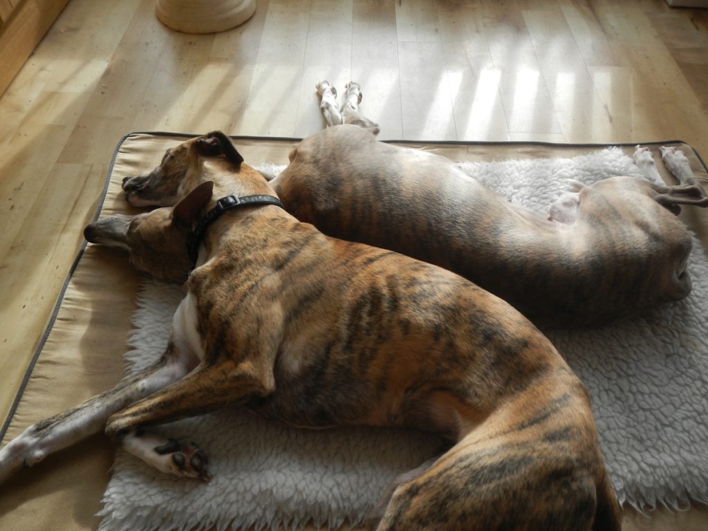 Aimee and Ellie the whippets cuddled up together