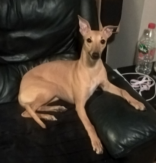Honey the whippet sitting on a sofa