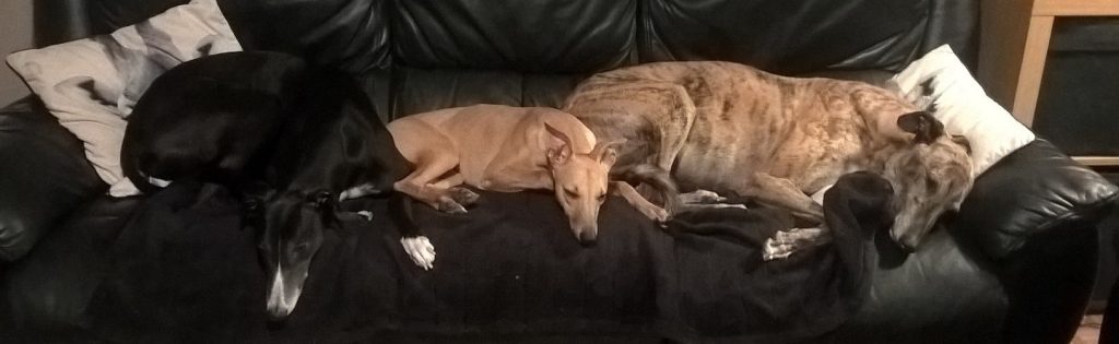 Honey and friends laying on the sofa