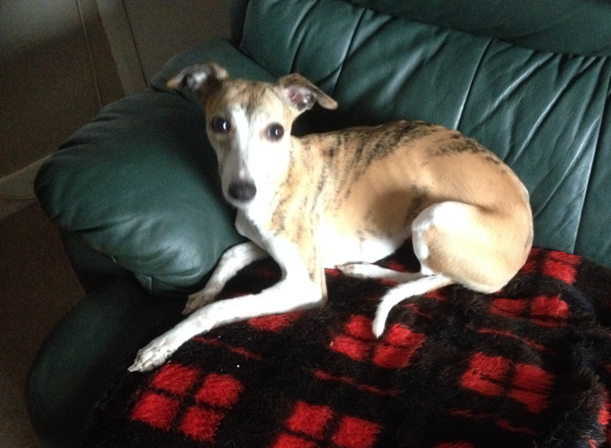 Dotty the whippet sitting on a sofa