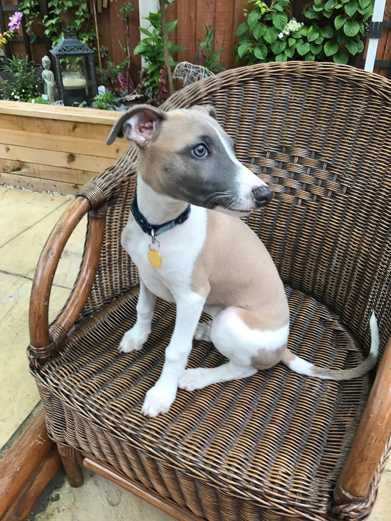 Bobby the whippet puppy 2