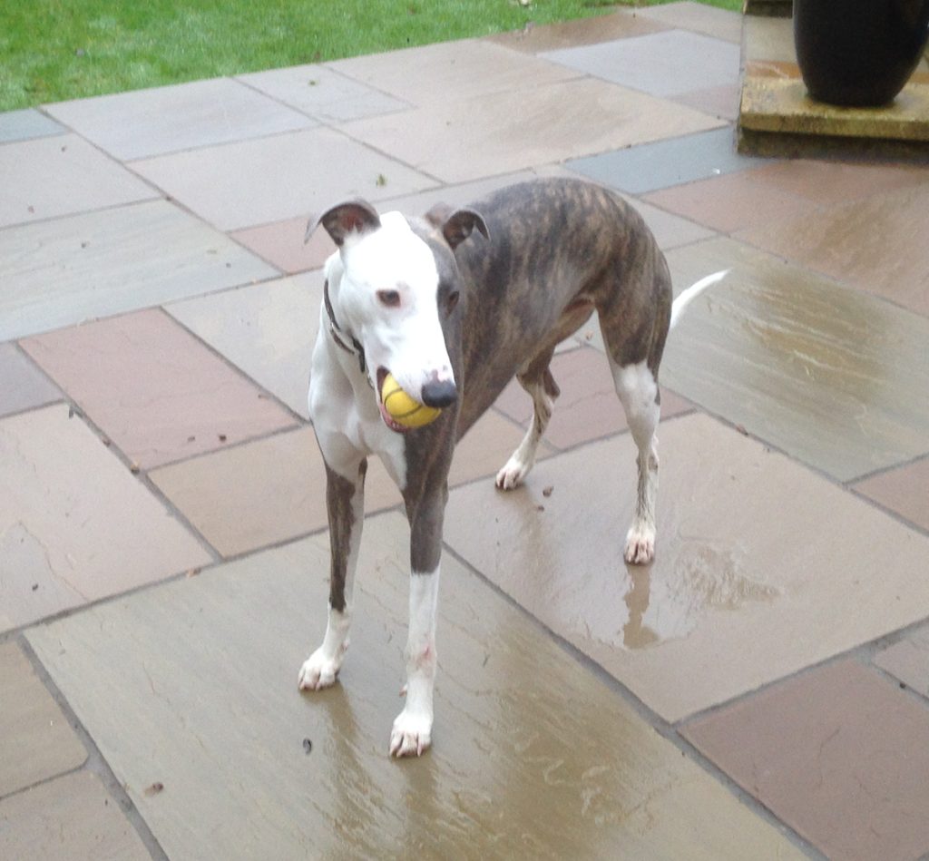 Bobo the whippet with his ball