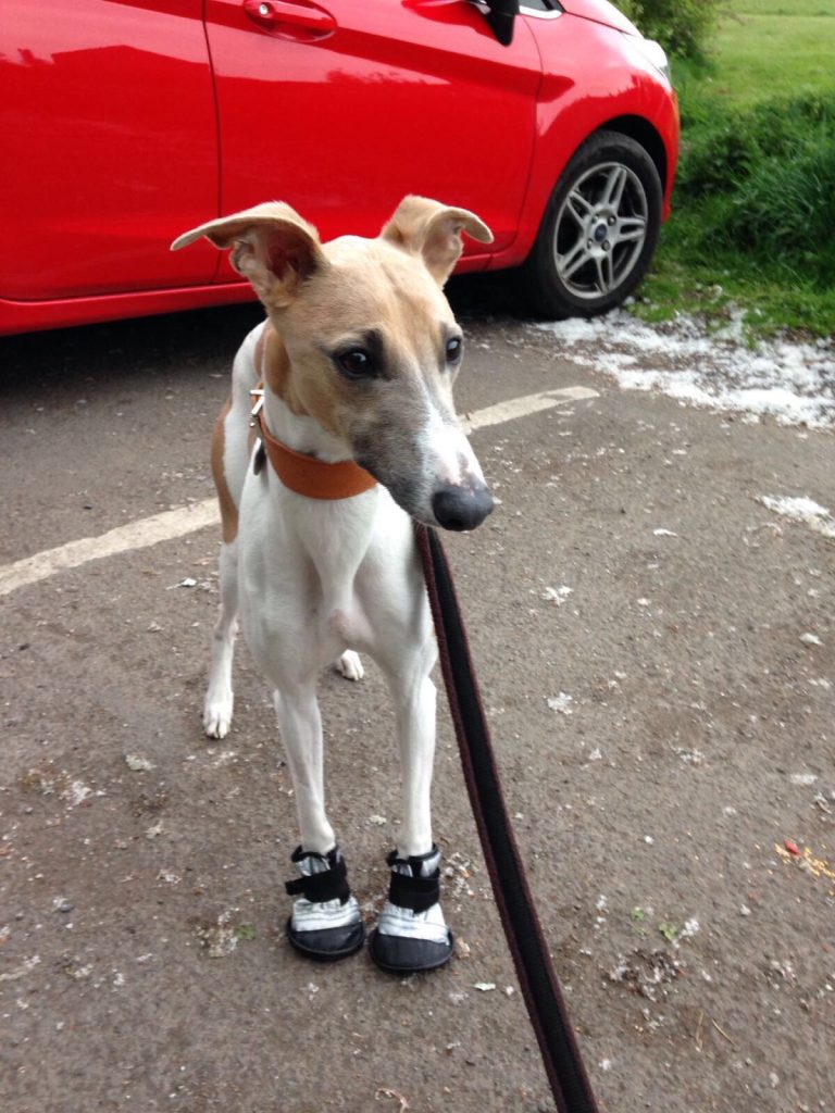 Fergie in his walking boots