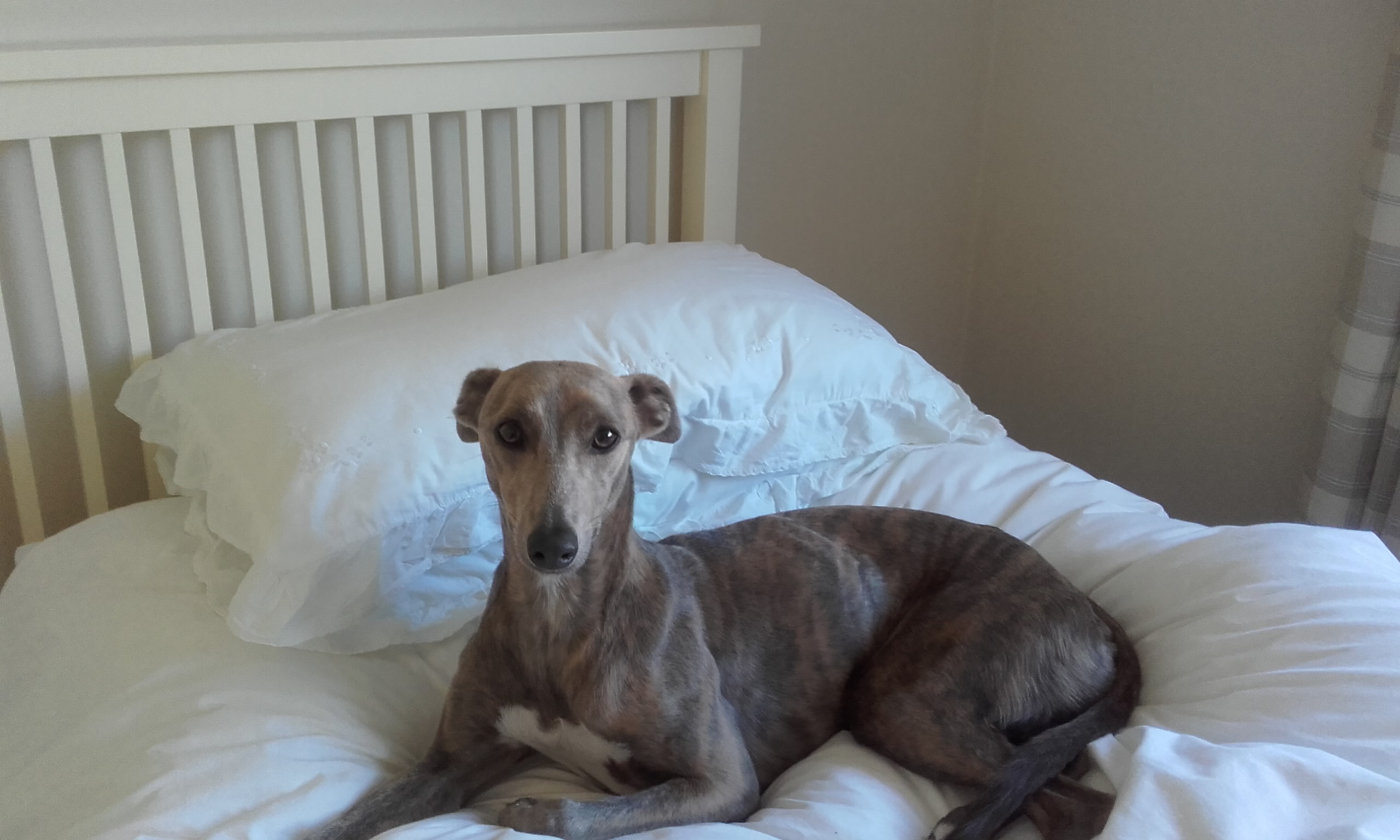 Hettie the whippet reclining on a bed