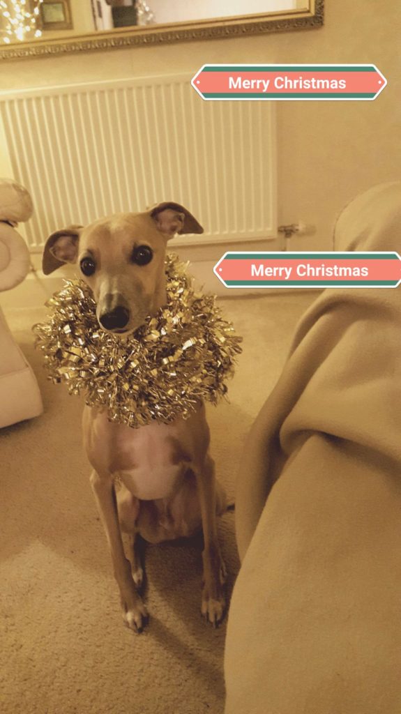 A whippet sitting with the words "Marry Christmas"
