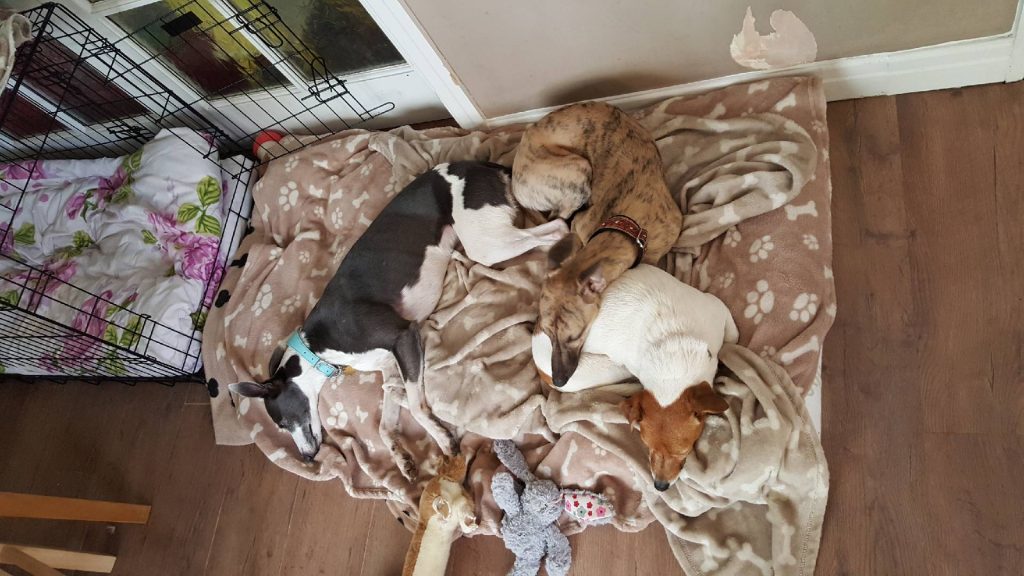Whippets asleep on a large dog mattress