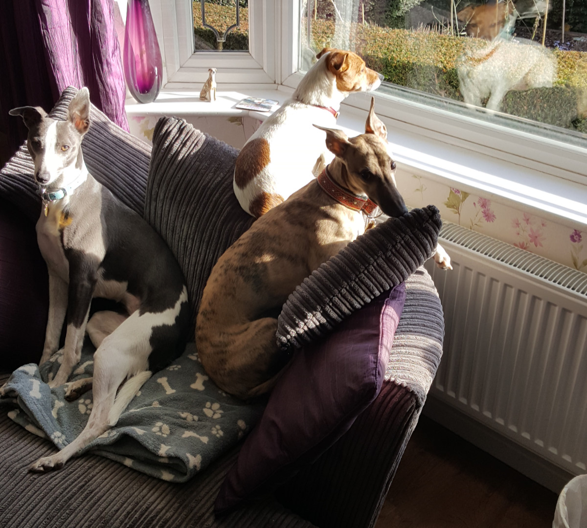 Whippets watching the world go by from a window