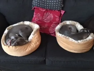 Luna the whippet and friend, asleep in dog beds