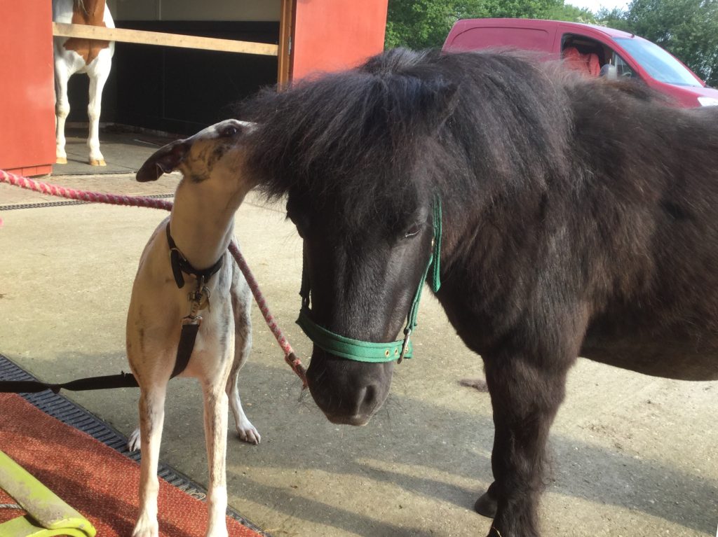 Jake the whippet with a pony holding his lead