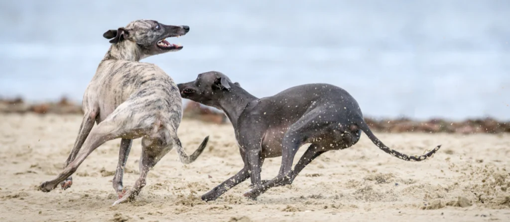 Two whippets playing on a beach
