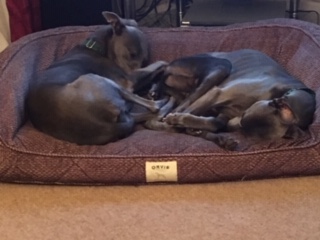 The Blues Brothers - Two blue whippets, curled up together asleep in a dog bed