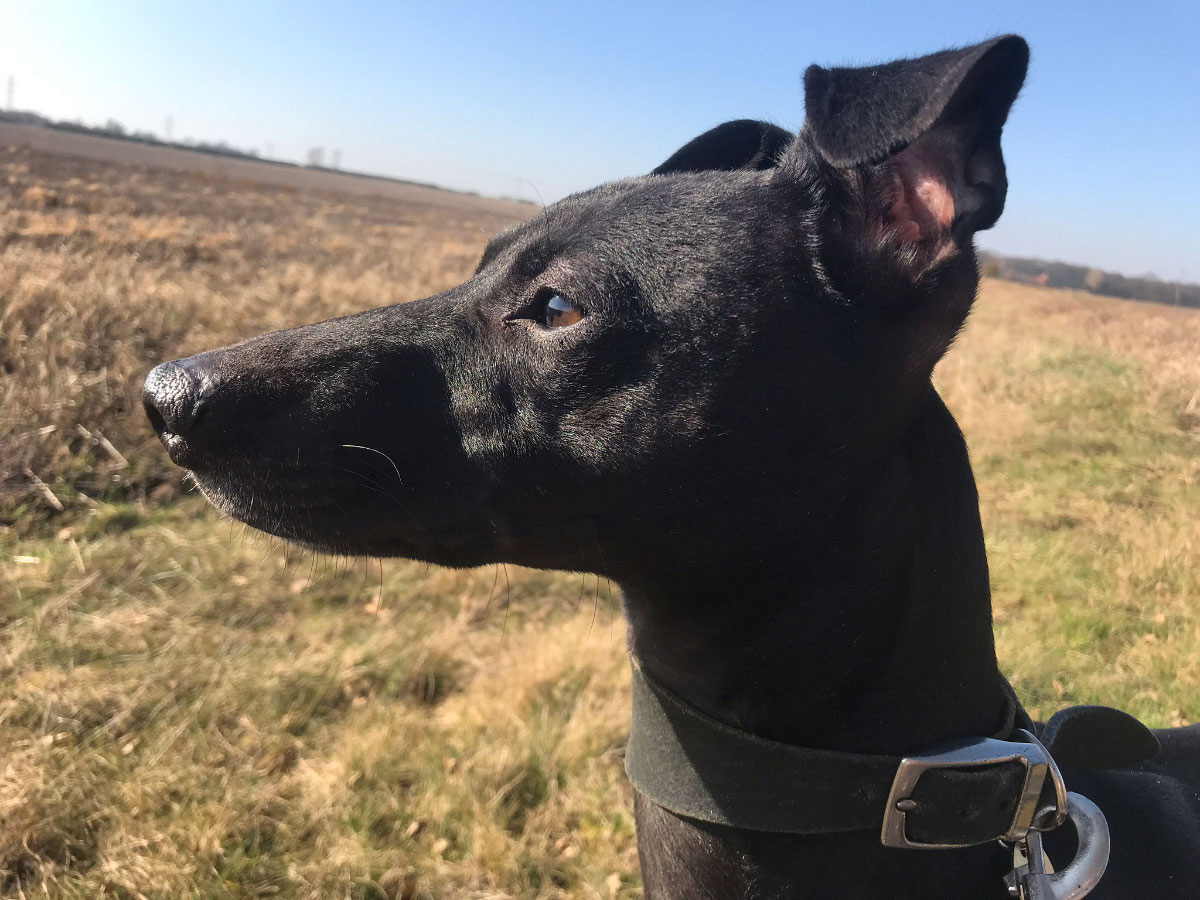 Billy The Black Whippet Head Profile