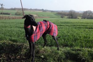 Black Whippet Outside In A Coat