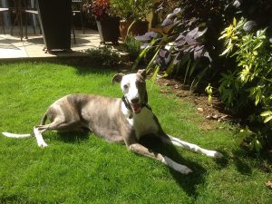 Bobo The Whippet Enjoying The Sunshine