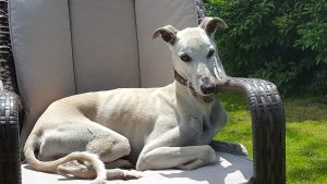 Cream Coloured Whippet Relaxing On A Garden Seat