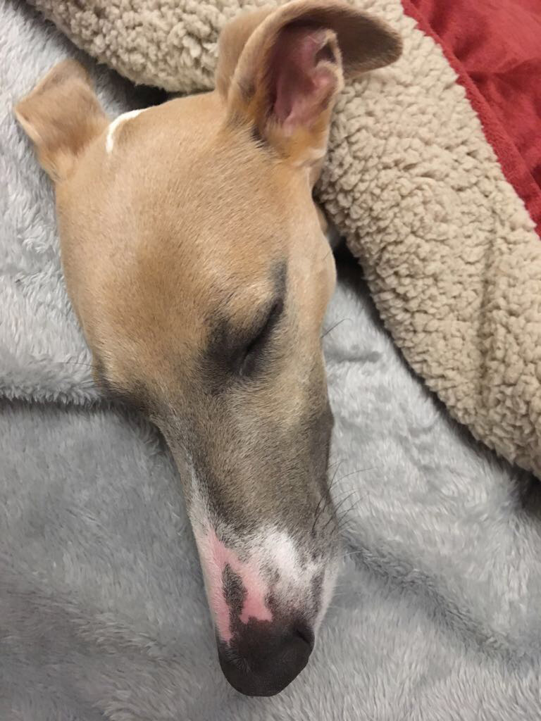 Fergie The Whippet Fast Asleep
