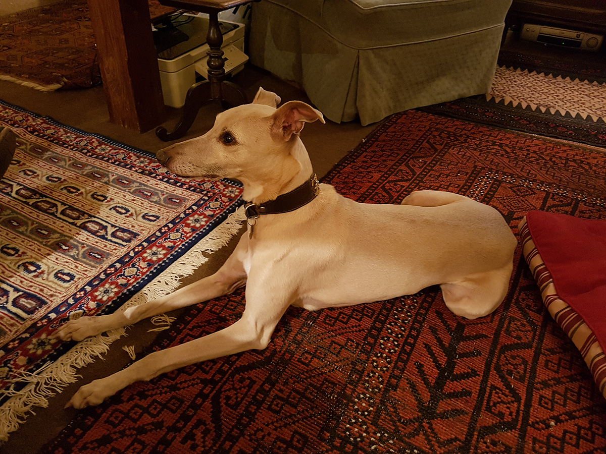 Light Fawn Whippet Relaxing At Home