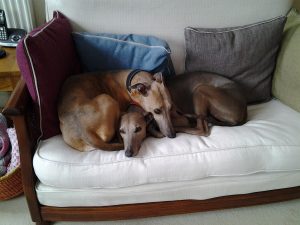 Petal And Rupert The Whippets Relaxing On A Sofa