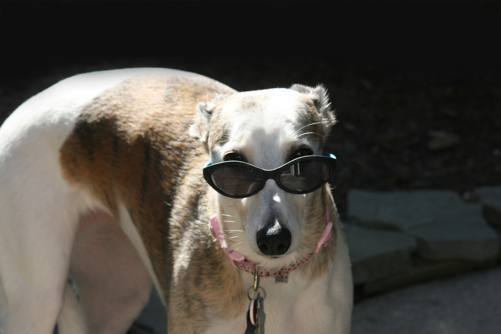 Privacy Policy Whippet