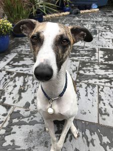 Teddy The Whippet Sitting To Attention