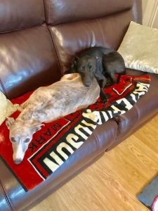 Two Whippets Relaxing On A Sofa