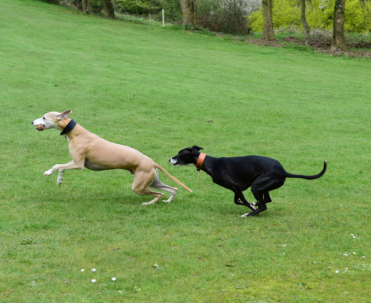 Two Whippets Running In A Field