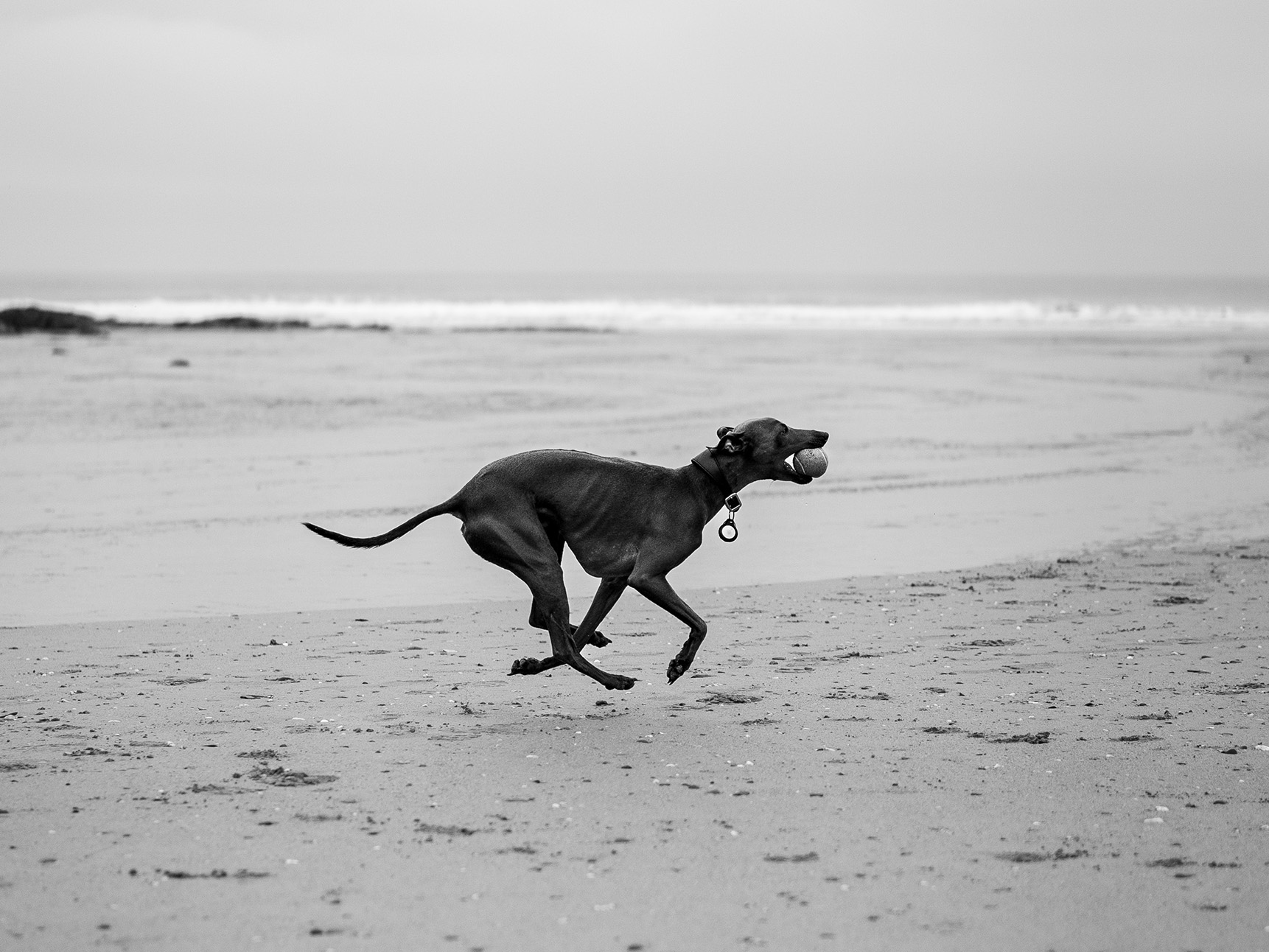 Whippet Running On Beach