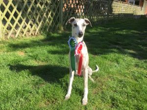 Whippet Sitting With Rosettes Attached To Its Collar