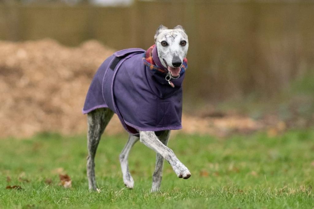 Misty the whippet trotting in a field