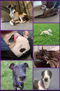 Whippets collage 6