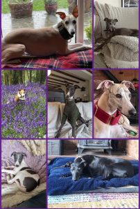 Whippets collage 5