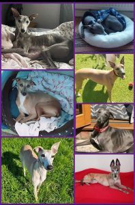 Whippets collage 4