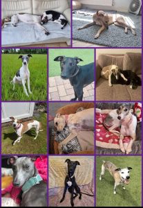Whippets collage 3