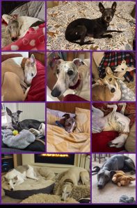 Whippets collage 1