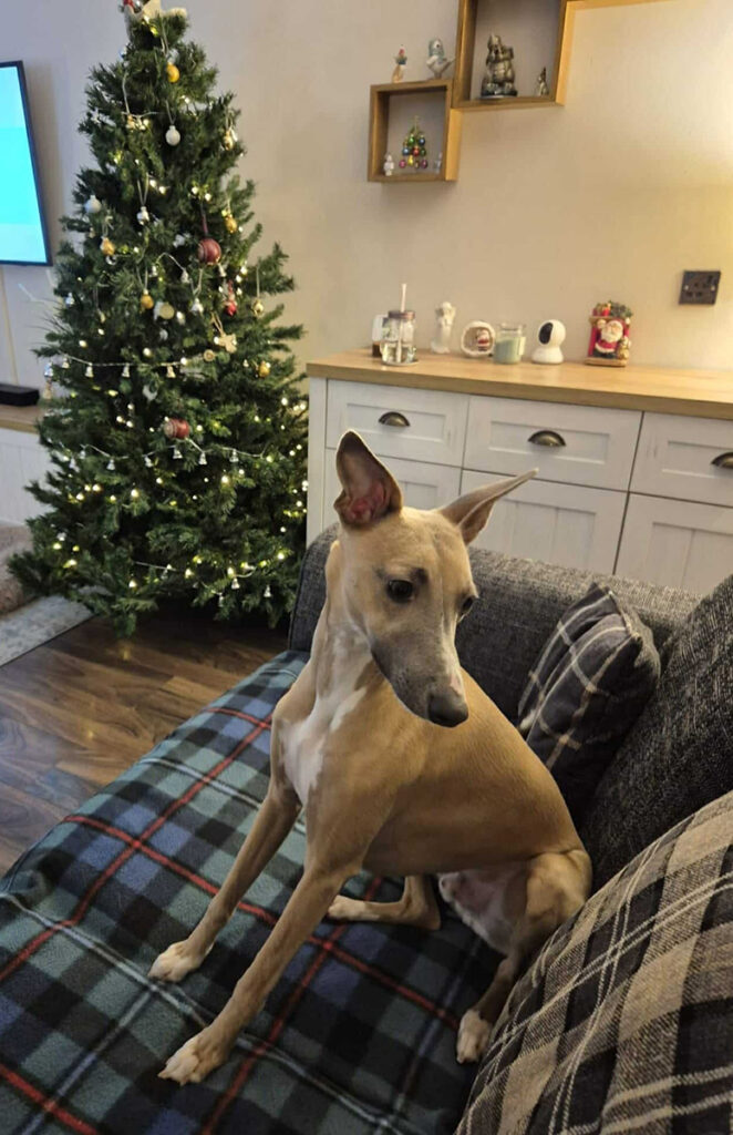 Christmas Whippet