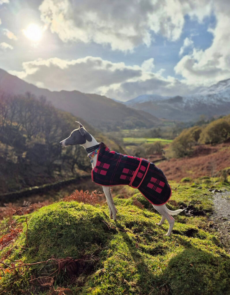 Whippet Standing Outside On Moor