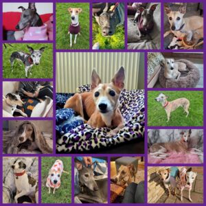 January Roundup JR Whippet Rescue - A selection of photos of whippets we have taken into our care this January