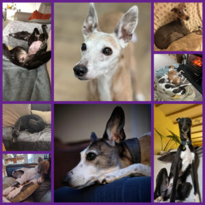 A collage of images of eigfht whippets who were rehomed in February