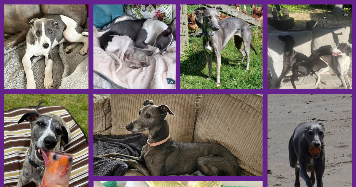 JR Whippet Rescue June Roundup 2025 Featured