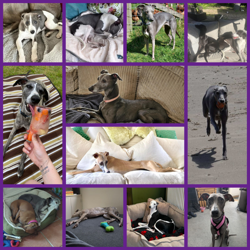 JR Whippet Rescue June Roundup 2025